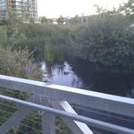 Olympic Village Duck Pond photo # 15