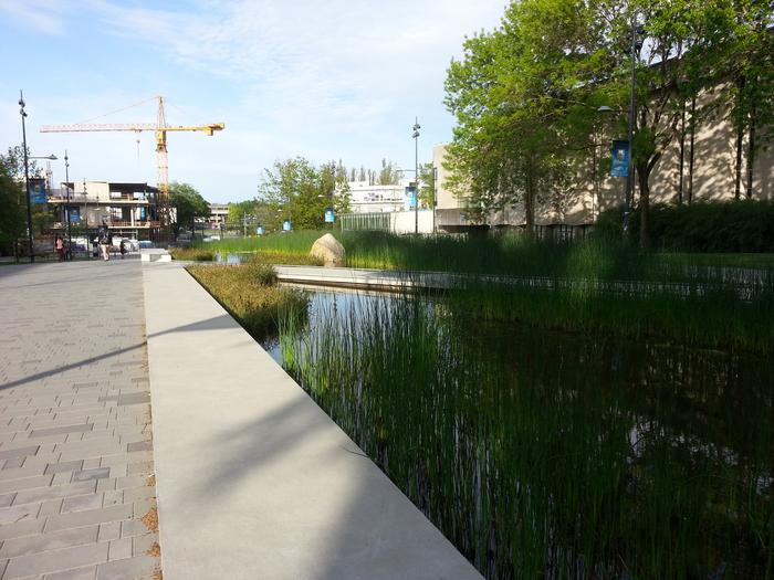 UBC Ladder Marsh photo