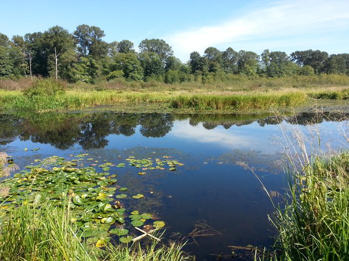 Burnaby Lake photo