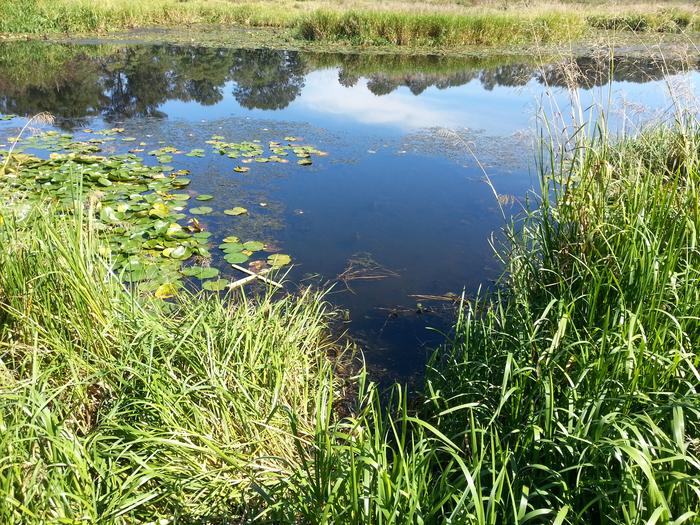 Burnaby Lake photo