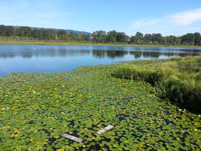 Burnaby Lake photo