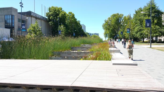 UBC Ladder Marsh photo