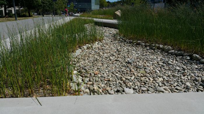 UBC Ladder Marsh photo