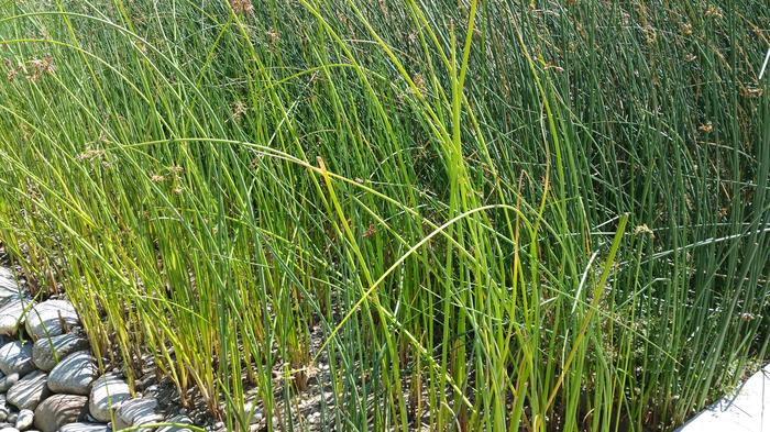 UBC Ladder Marsh photo