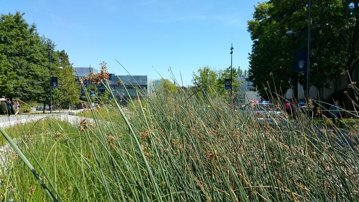 UBC Ladder Marsh photo