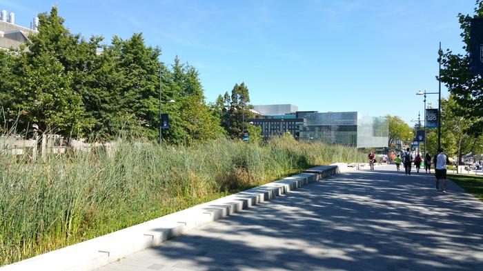 UBC Ladder Marsh photo