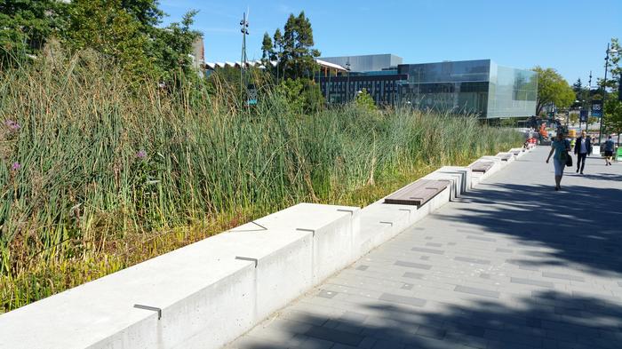 UBC Ladder Marsh photo