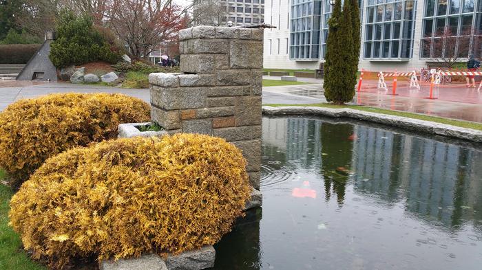 Van Pelt's Fountain photo