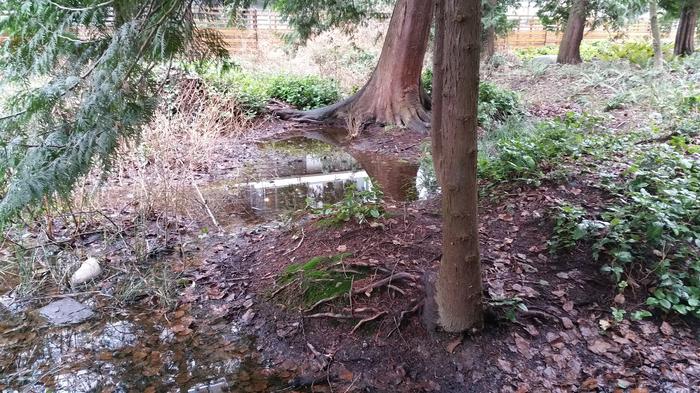 Thunderbird Slough photo