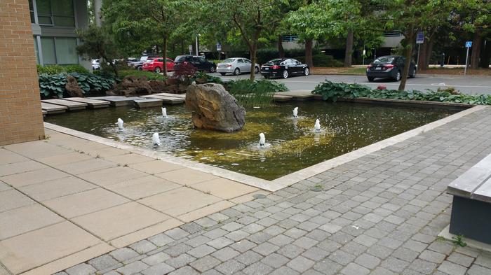 HKU-UBC House Rock Pond photo