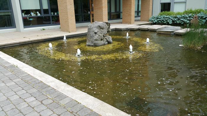 HKU-UBC House Rock Pond photo