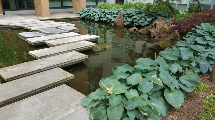 HKU-UBC House Rock Pond photo