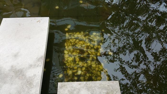 HKU-UBC House Rock Pond photo