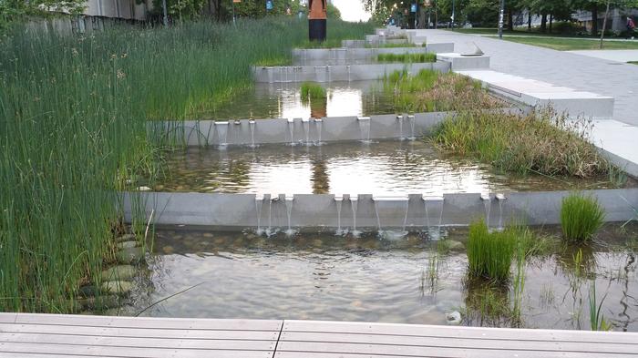 UBC Ladder Marsh photo