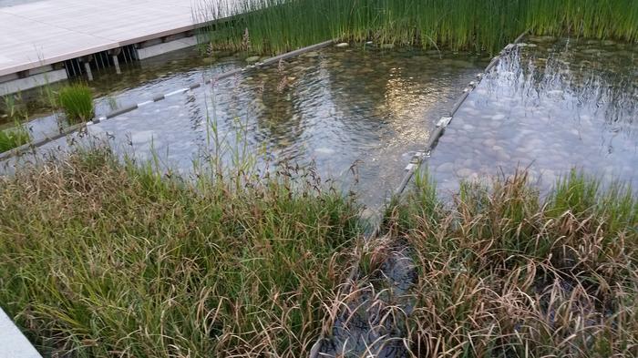 UBC Ladder Marsh photo