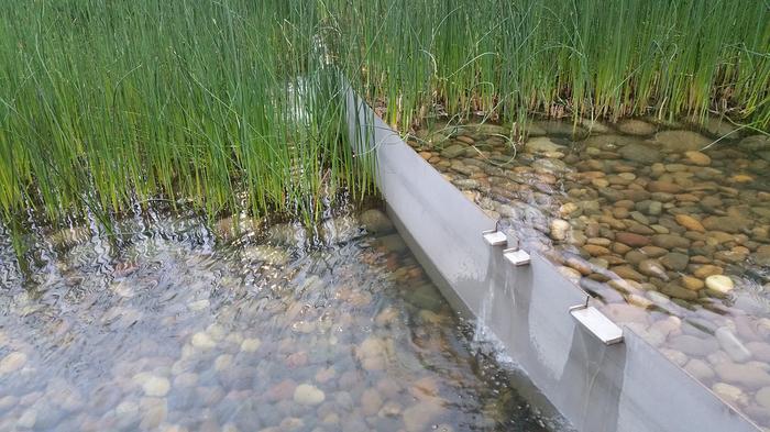 UBC Ladder Marsh photo