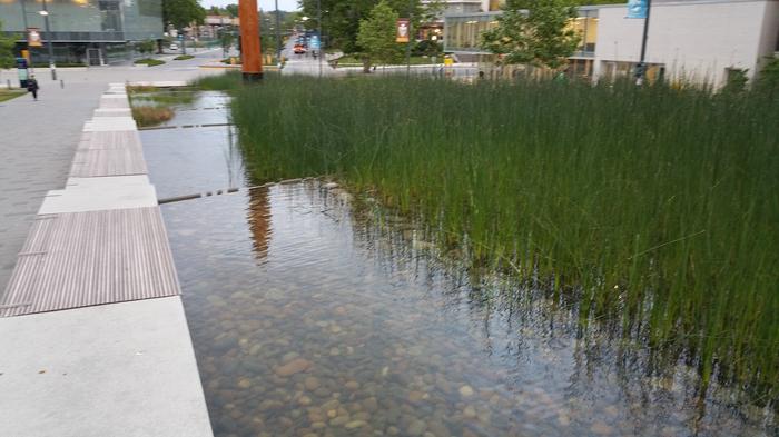 UBC Ladder Marsh photo