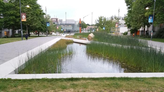 UBC Ladder Marsh photo