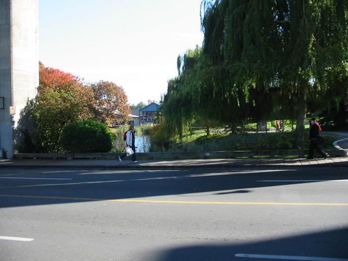 Granville Island Duck Pond photo