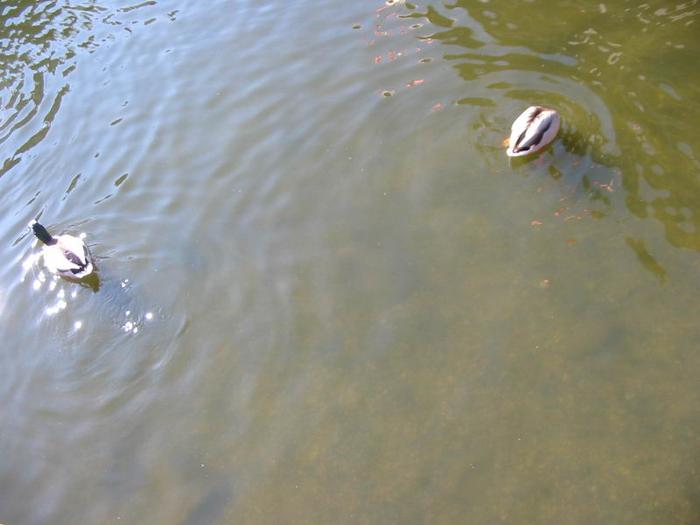 Granville Island Duck Pond photo