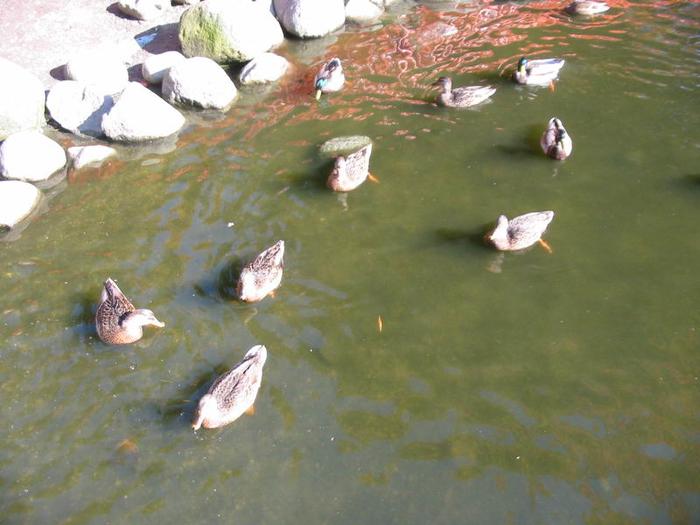 Granville Island Duck Pond photo