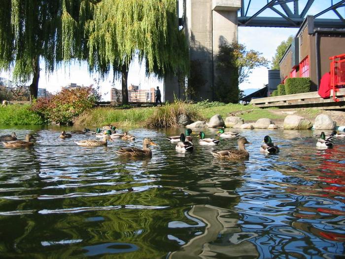 Granville Island Duck Pond photo