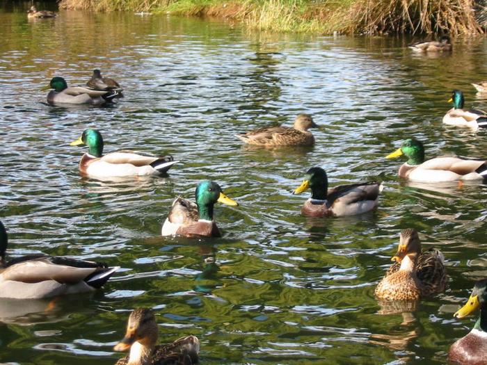 Granville Island Duck Pond photo