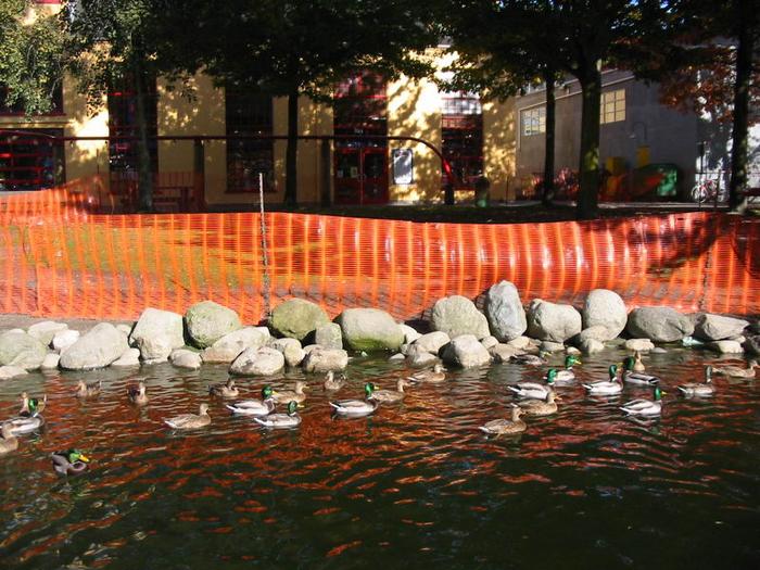 Granville Island Duck Pond photo