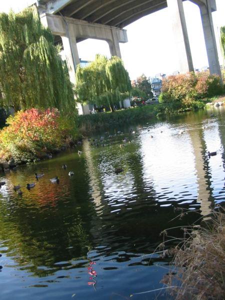 Granville Island Duck Pond photo