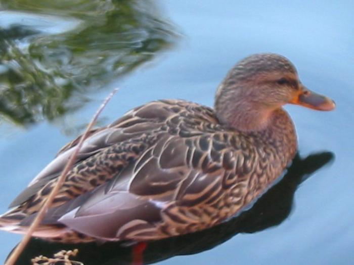 Granville Island Duck Pond photo