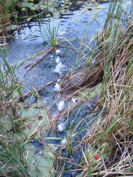 The Lagoons photo