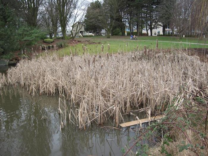 Vanier Point Pond and Bridge photo