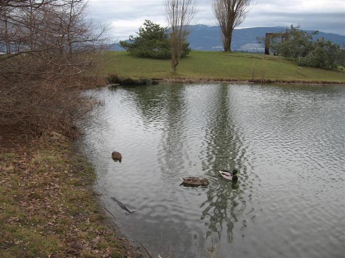 Vanier Point Pond and Bridge photo