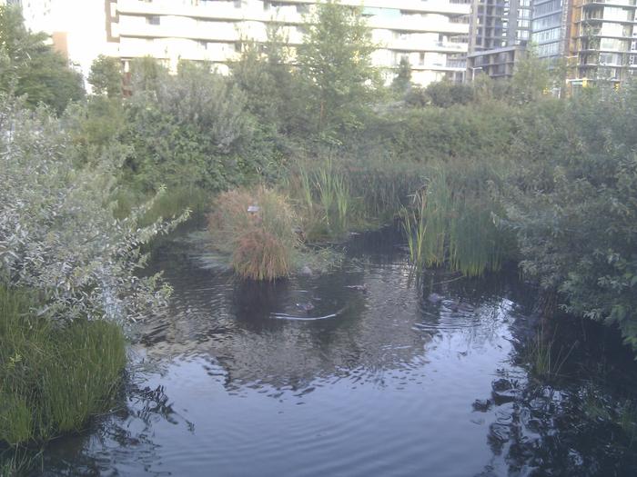 Olympic Village Duck Pond photo