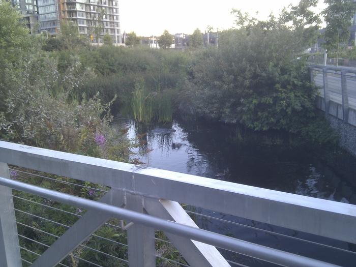 Olympic Village Duck Pond photo