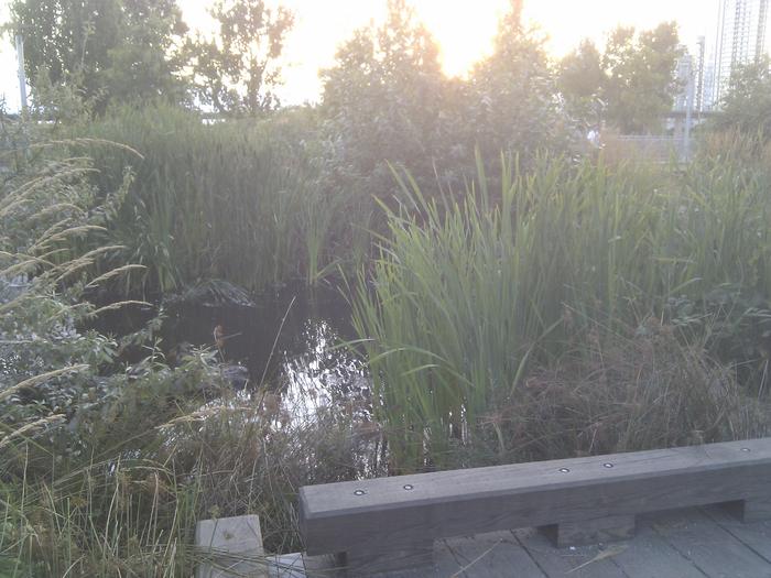 Olympic Village Duck Pond photo