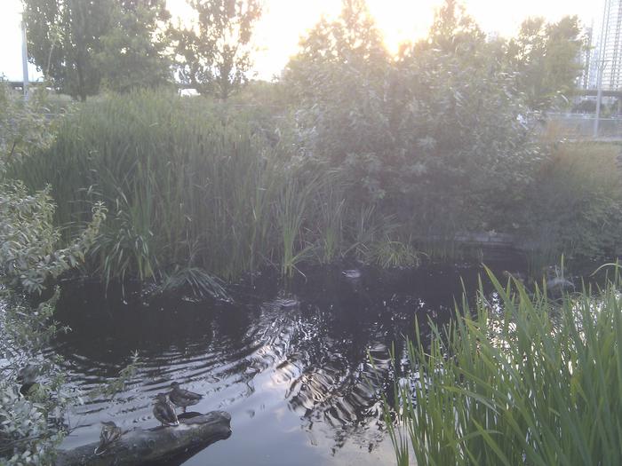 Olympic Village Duck Pond photo