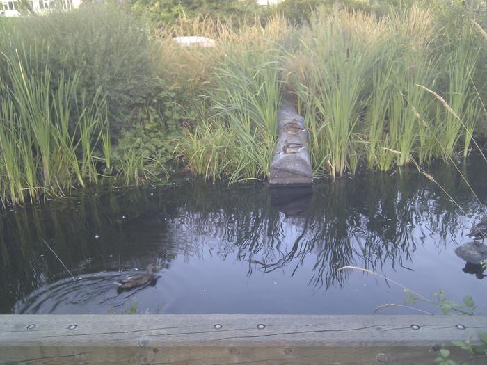 Olympic Village Duck Pond photo