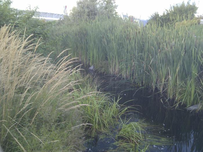 Olympic Village Duck Pond photo