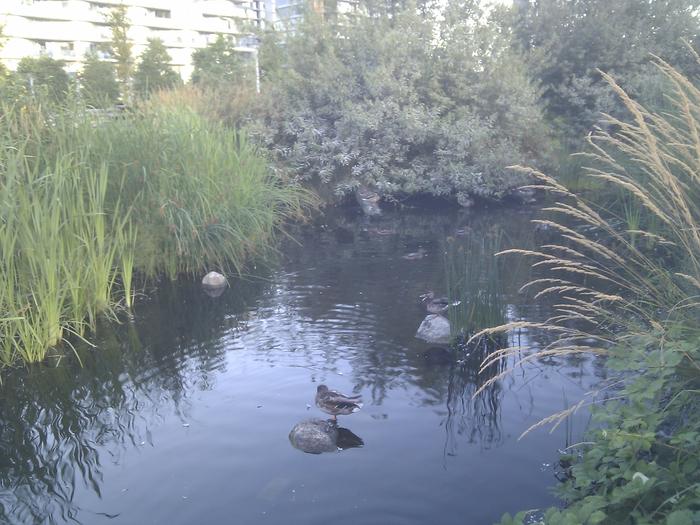 Olympic Village Duck Pond photo