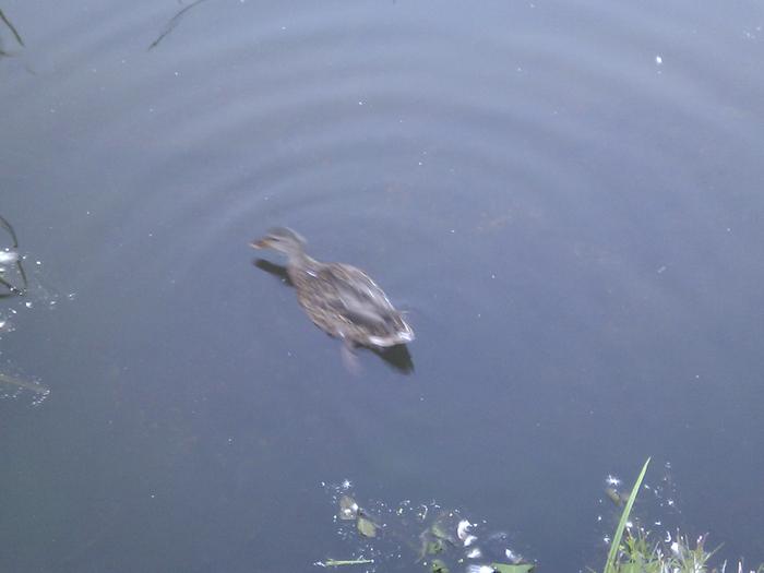 Olympic Village Duck Pond photo