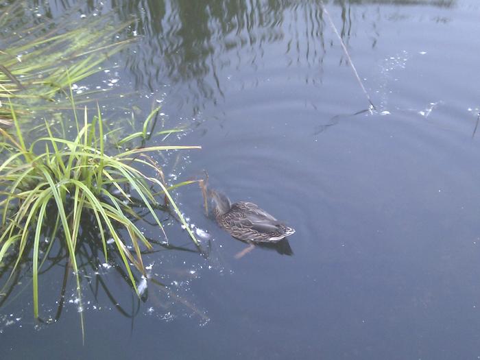 Olympic Village Duck Pond photo