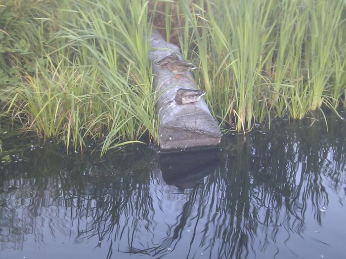 Olympic Village Duck Pond photo