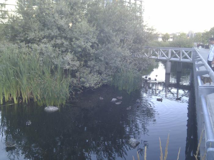 Olympic Village Duck Pond photo