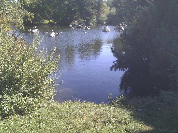 False Creek Duck Pond photo