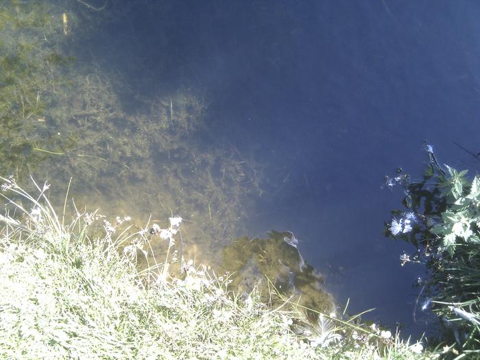 False Creek Duck Pond photo