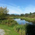 Burnaby Lake photo # 13