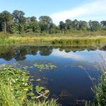 Burnaby Lake photo # 17