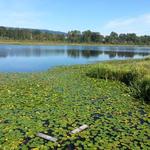 Burnaby Lake photo # 5