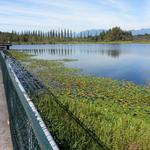 Burnaby Lake photo # 6